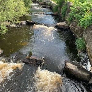 Meet your Posher, Sienna